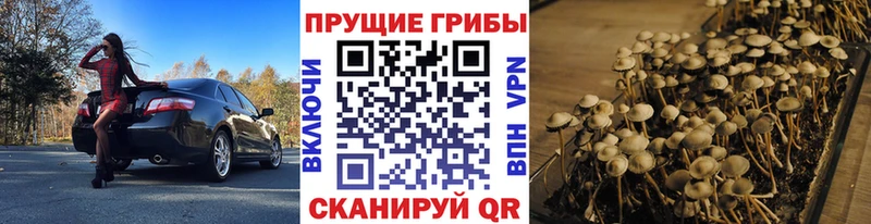 Псилоцибиновые грибы прущие грибы  Нестеровская 